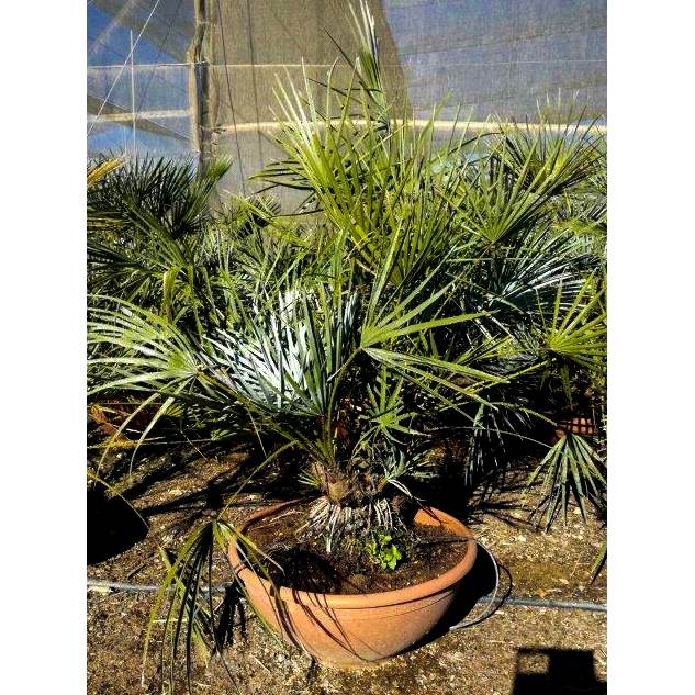 Quiere Comprar Chamaerops Humilis Cerifera Descubra La Gama De Palmeras