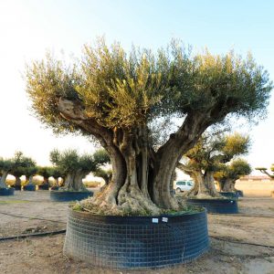 cieza olea milenary