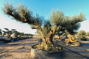 fargas olea milenary