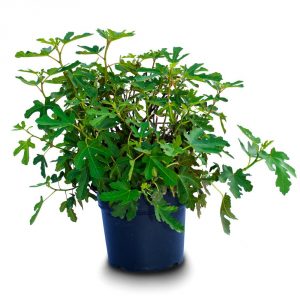 ficus carica bush