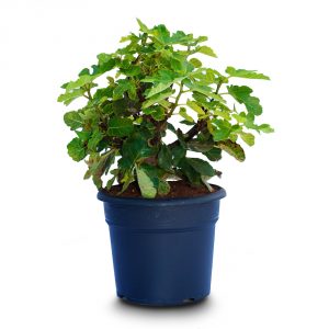 ficus carica bush