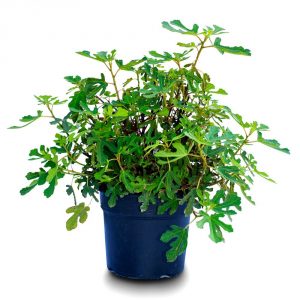 ficus carica bush