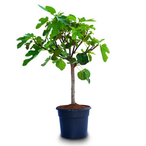 Ficus carica Copa pot