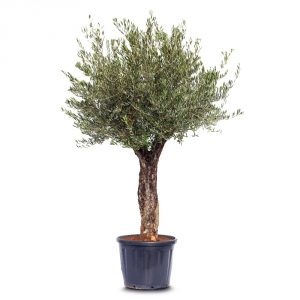 olea old skin villena