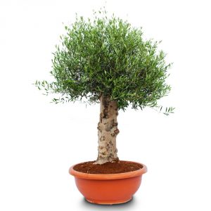 olea europaea safari bowl