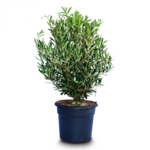 olea bush pot