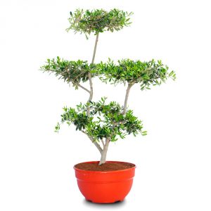 olea pom pon mini bowl