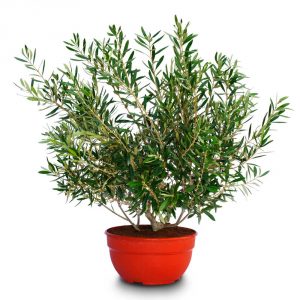 olea bush wild mini