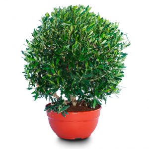 olea ball mini 2