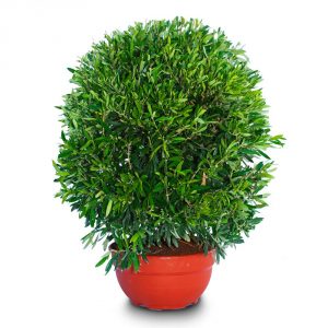 olea ball mini 1