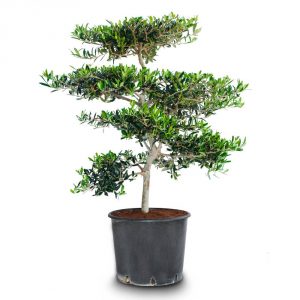 olea pom pon mini
