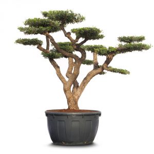 olea pom pon old skin
