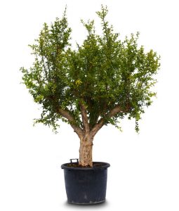 punica granatum