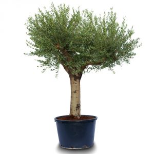 olea tubo tube semi young