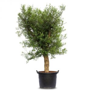 olea andalucia young skin