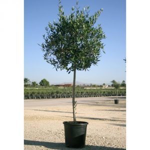 olea arbequina bola