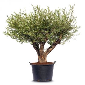 olea old skin cieza