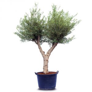 olea hojiblanca young skin
