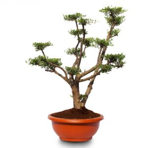 olea pom pon young skin bowl