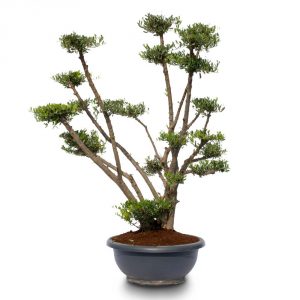olea young skin pom pon yecla bowl