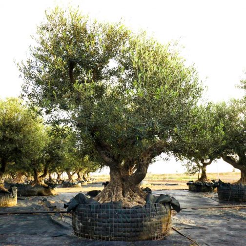 buy olive tree large