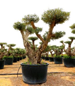 olea pom pon cieza old skin
