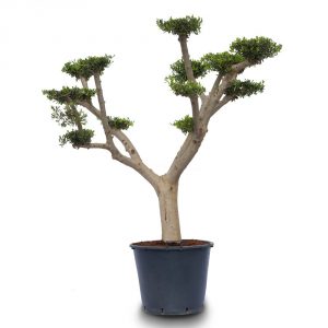 olea pom pon young skin