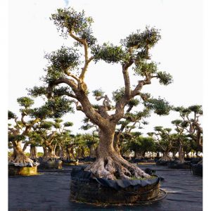 olea pom pon pirineos old skin