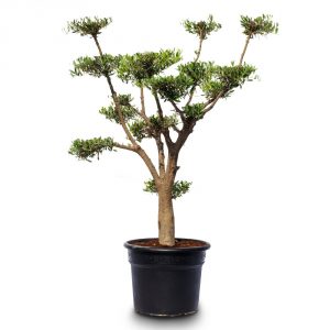 olea pom pon young skin pot