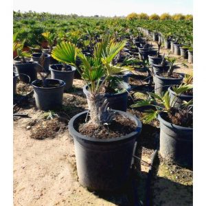 trachycarpus wagnerianus