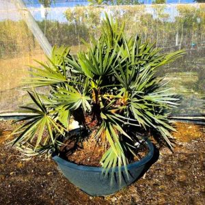 Trithrinax campestris