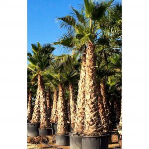 washingtonia robusta