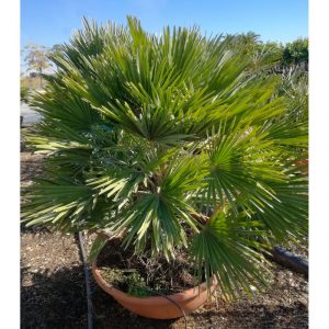 chamaerops humilis vulcano1