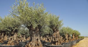 Grote olijfboom kopen