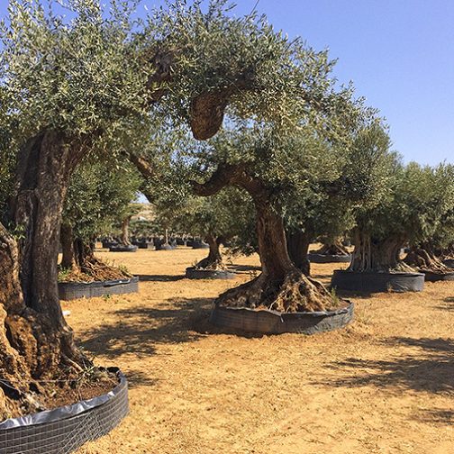 Olivenbaum 200 Jahre