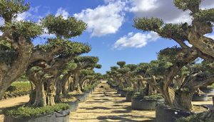 Olive trees