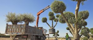 olijfbomen specialist