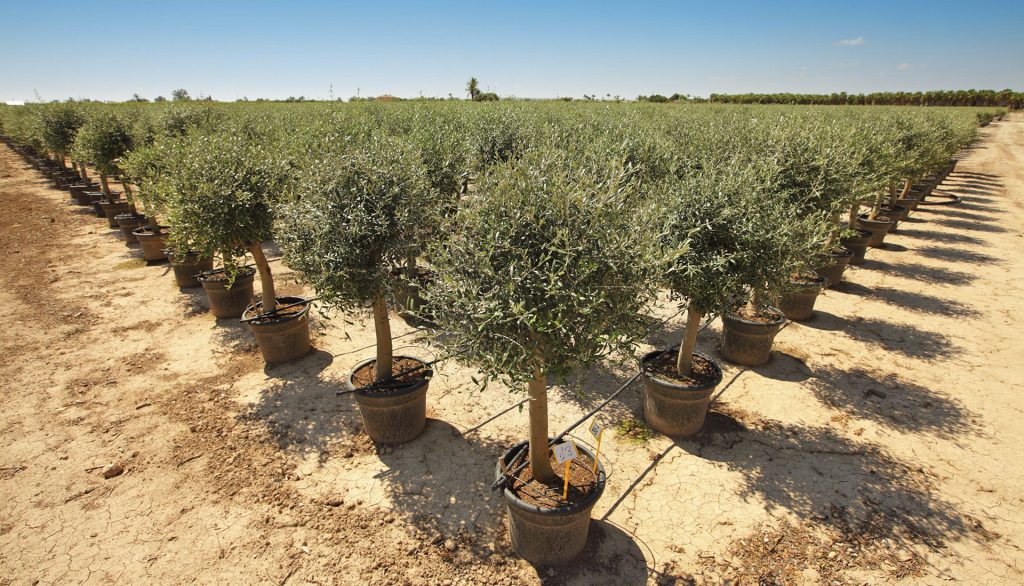 Olea Europaea op stam