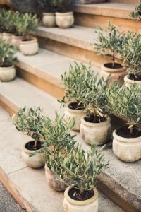 olijfboompjes in pot