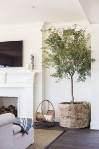 olijfboom in pot