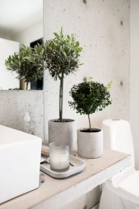 Olijfboom binnen kopen