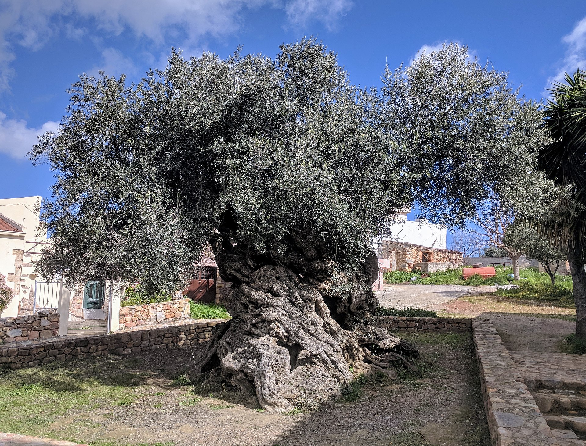 Plus vieux oliviers dans le monde: de la Grèce à Israël-5 000 + ans