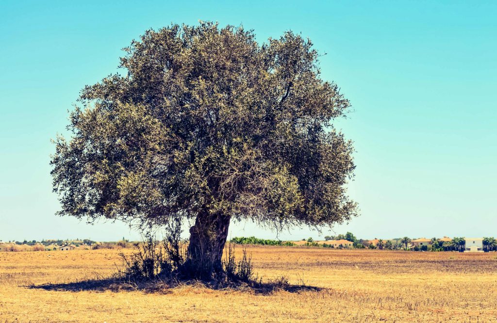  olive - tree - wallpaper -3-mb - Finca Hermosa