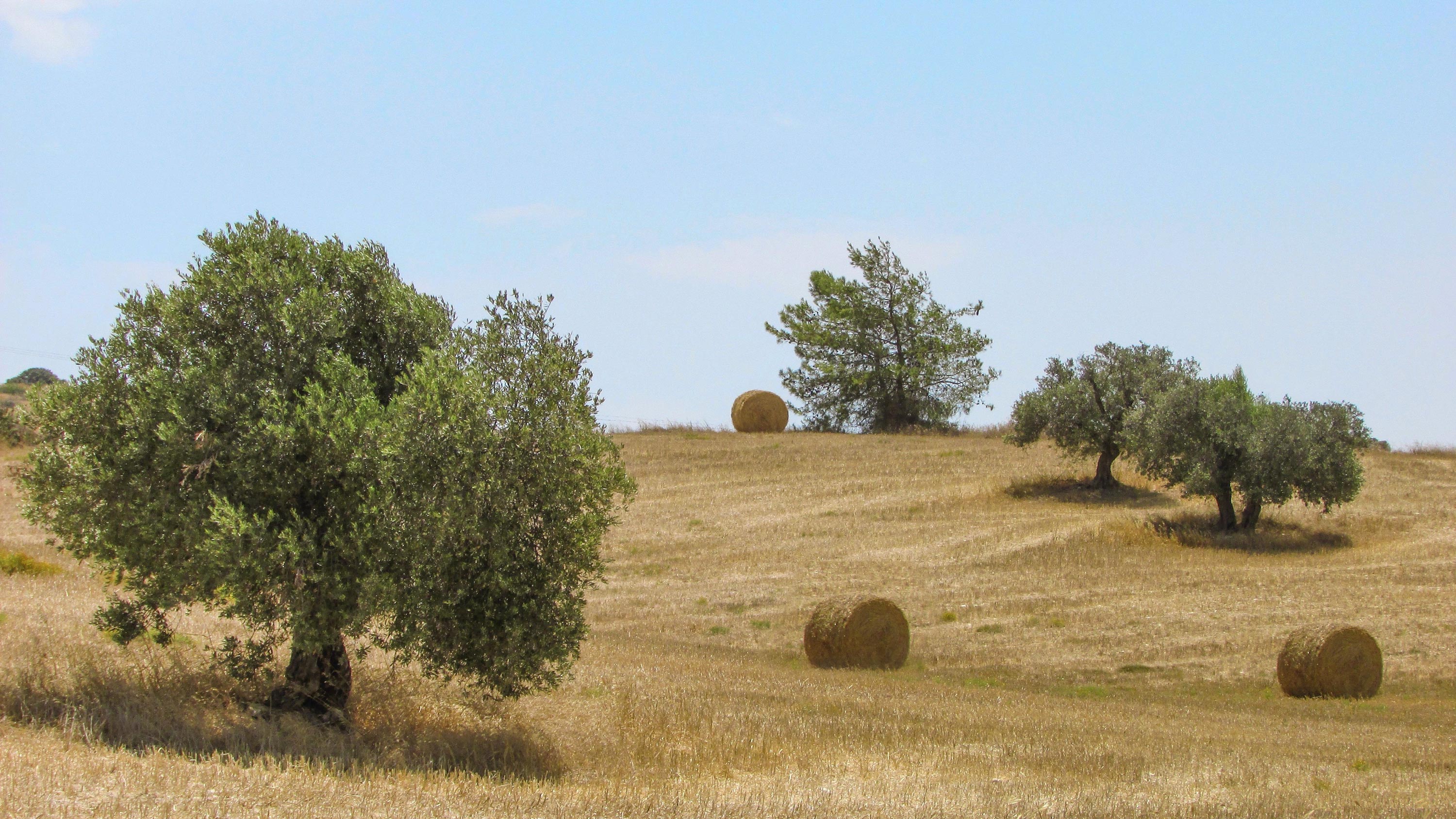 olive-tree-wallpaper-6 - Finca Hermosa