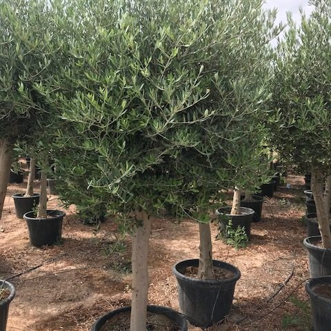 olijfbomen te koop