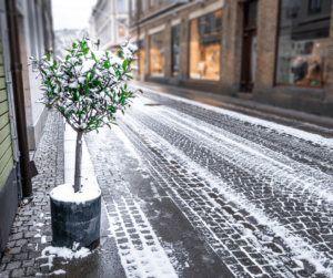 Olijfboom winter
