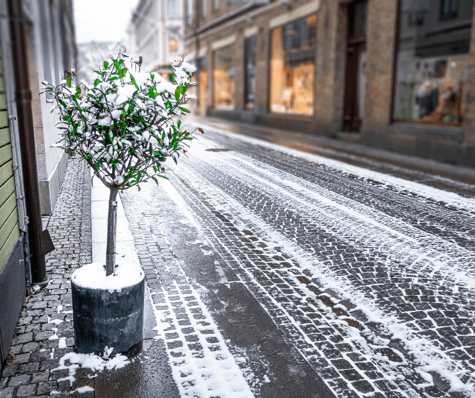 Comment un arbre se protège-t-il du froid l'hiver?
