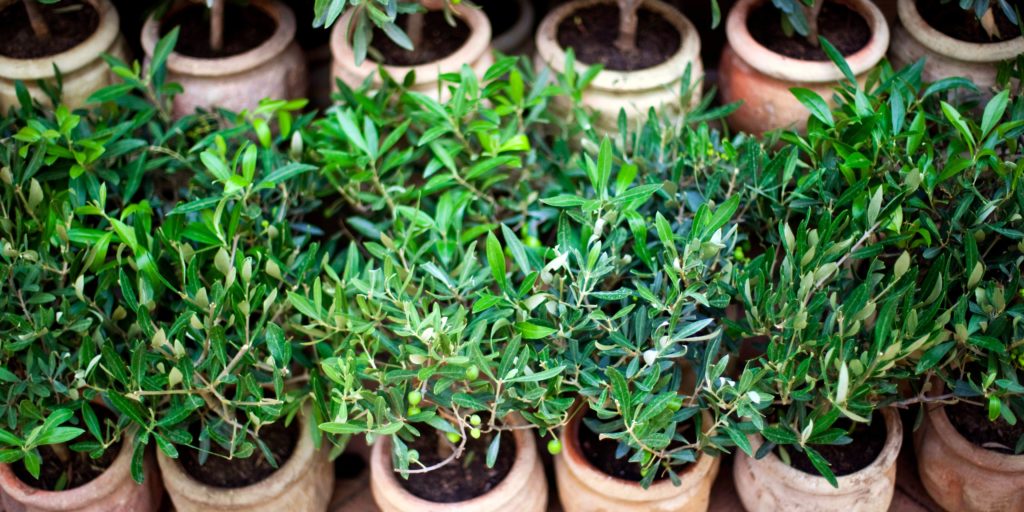 Olive Tree: How to Plant, Grow, and Care for Olive Trees