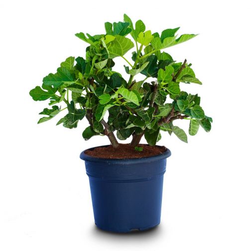 ficus carica bush