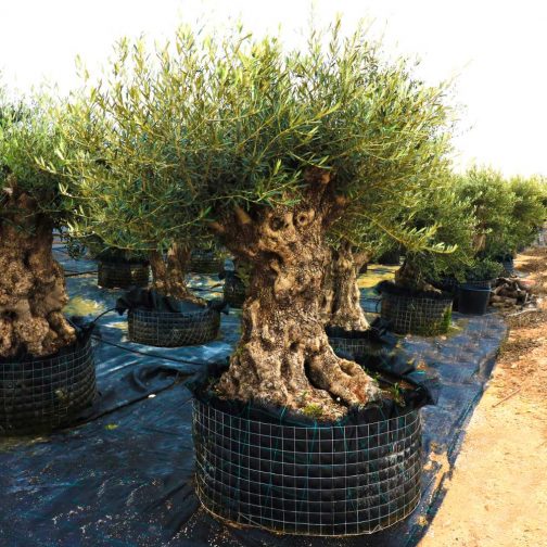 olea europaea bonsai mesh